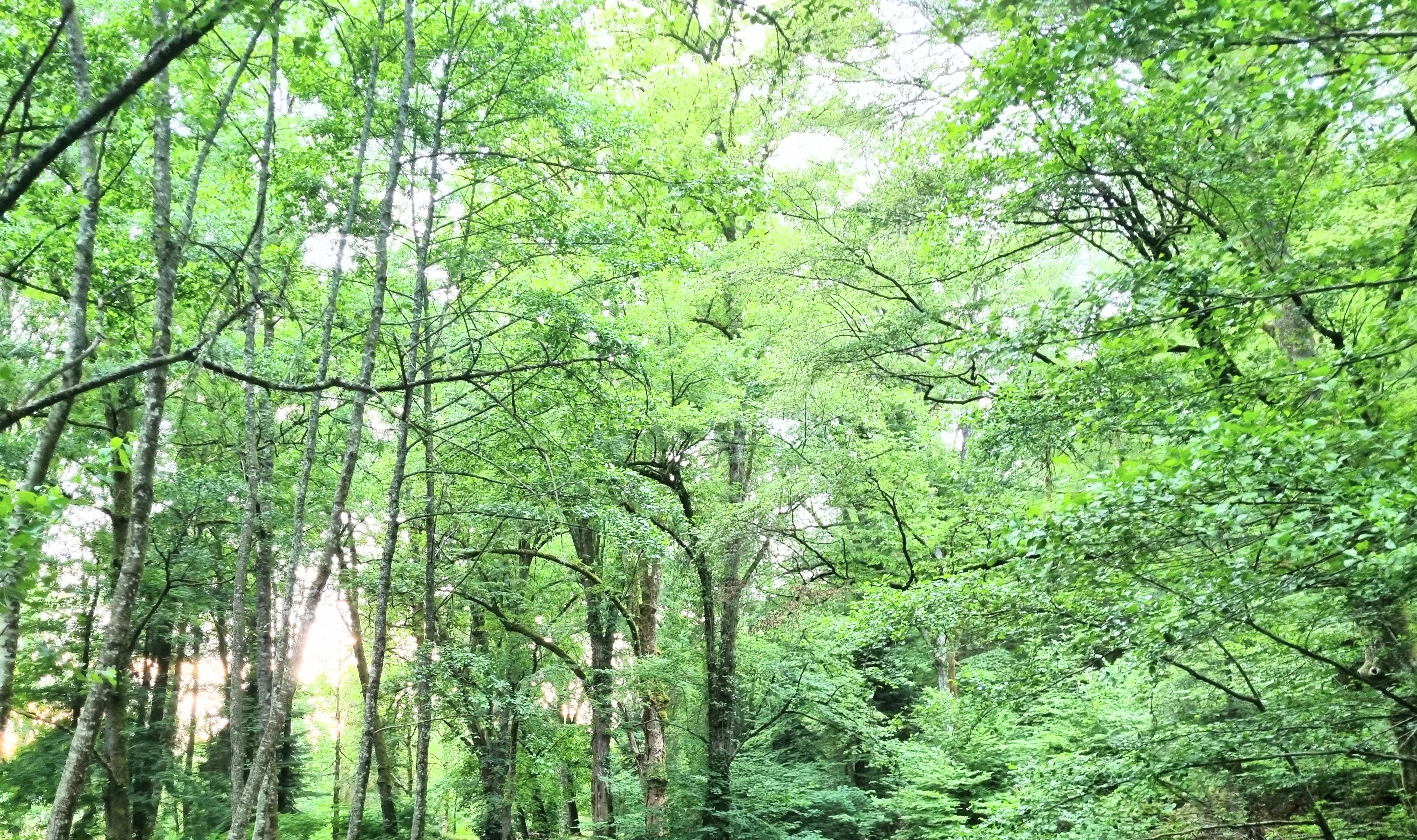 Company selling ecofriendly Drip coffee bags